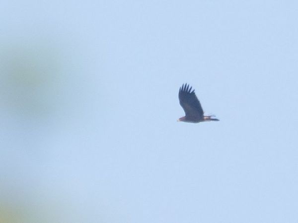 Aigle pomarin  - Katarzyna Matusik