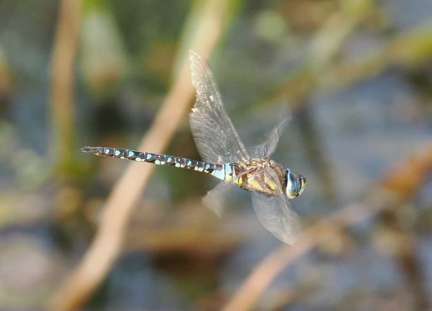 żagnica jesienna  - Mariusz Dąbek
