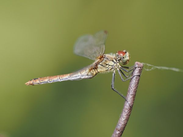 szablak krwisty  - Mariusz Dąbek