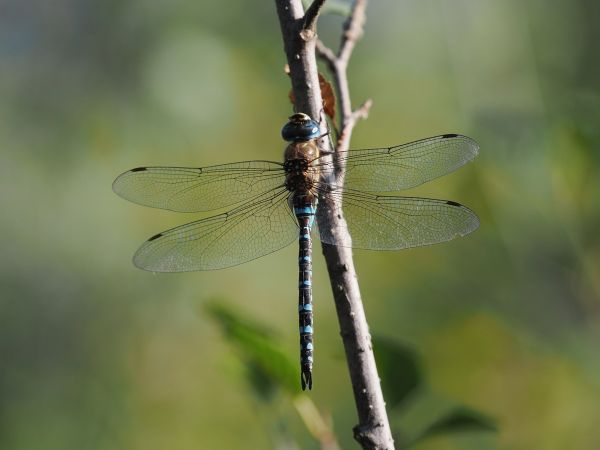 żagnica jesienna  - Mariusz Dąbek