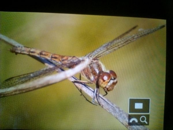 szablak zwyczajny  - Mariusz Zub