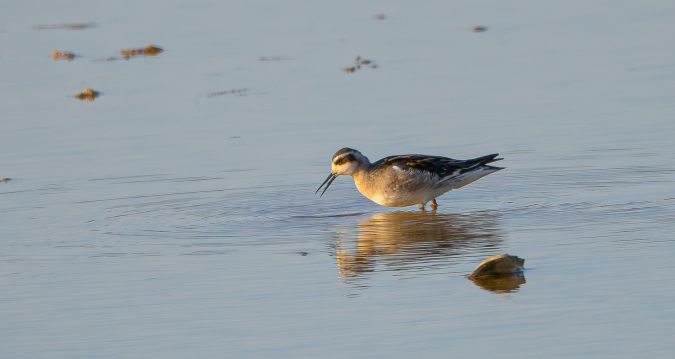 Phalarope à bec étroit  - Tomasz Wicherek