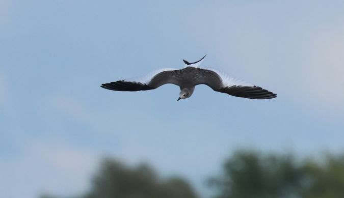 Schwalbenmöwe  - Maciej Sobieraj