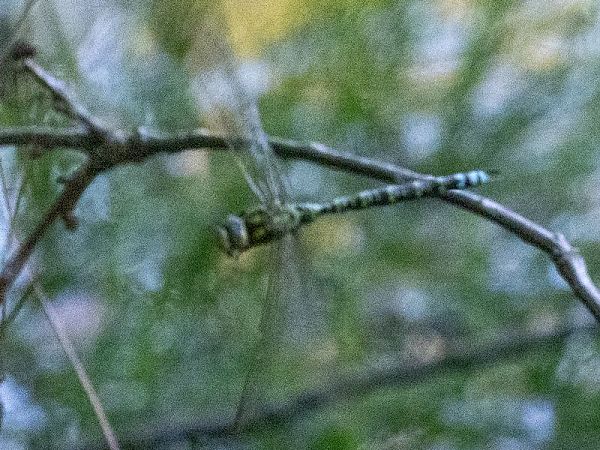 żagnica sina  - Katarzyna Matusik