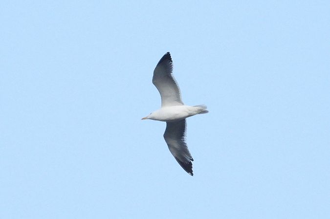 Goéland brun (ssp. graellsii / intermedius) 