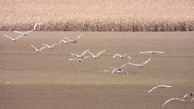 Cygne tuberculé 
