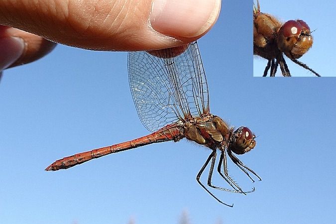 szablak późny  - Tomasz Kosut