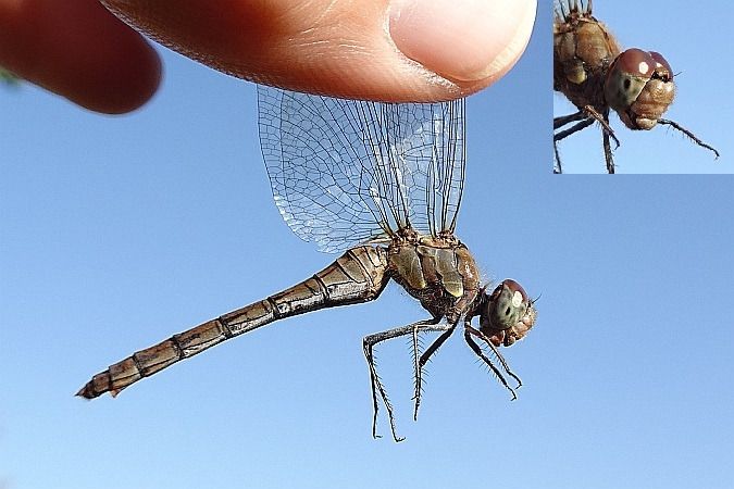 Große Heidelibelle  - Tomasz Kosut