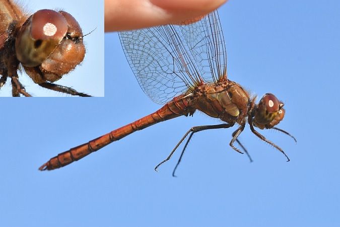 szablak późny  - Tomasz Kosut