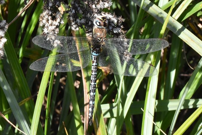 żagnica jesienna  - Tomasz Kosut