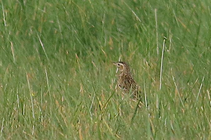 Pipit de Richard 
