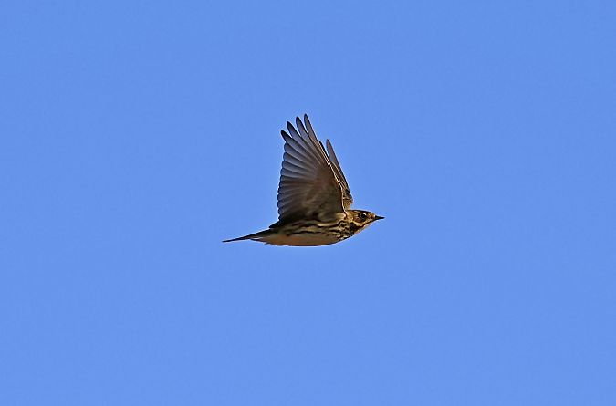 Pipit à gorge rousse  - Damian Mikulski