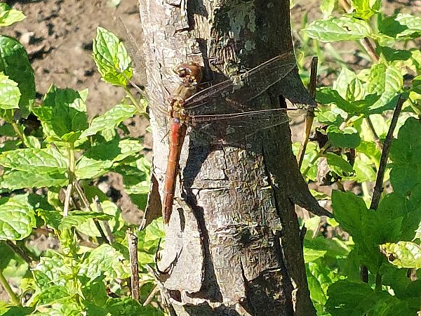 szablak zwyczajny  - Rafał Walczybok