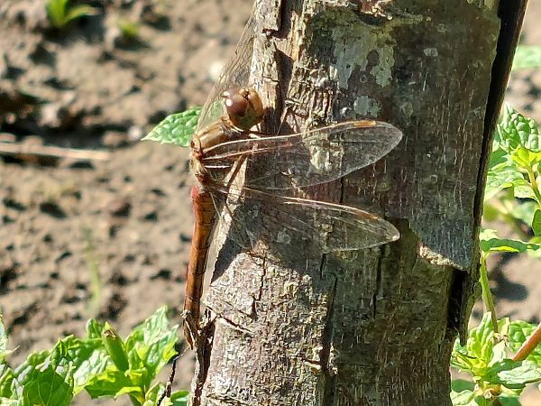 szablak zwyczajny  - Rafał Walczybok