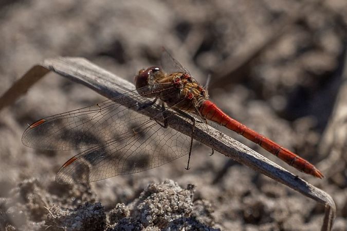 szablak późny  - Katarzyna Matusik