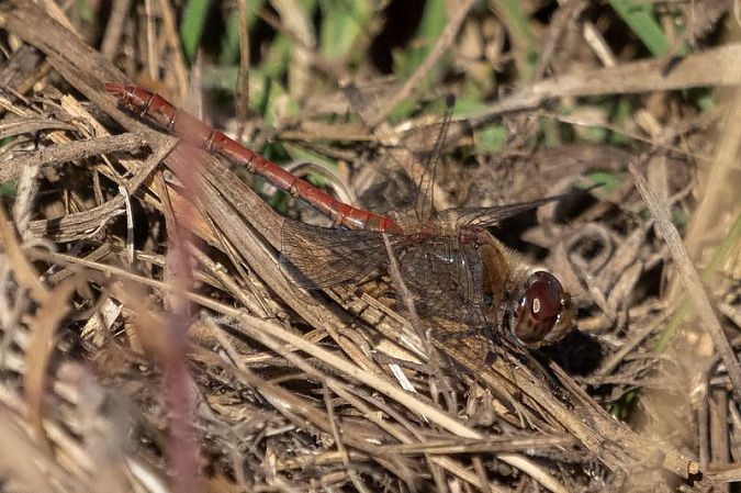 szablak zwyczajny  - Katarzyna Matusik