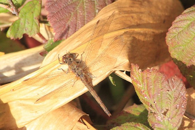 szablak późny  - Rafał Walczybok