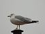 Ring-billed Gull  - Wojciech Łapiński