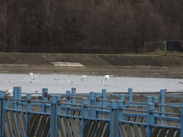 Cygne tuberculé  - Jarosław Słowikowski