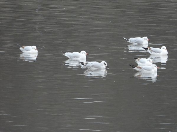 Mouette mélanocéphale 
