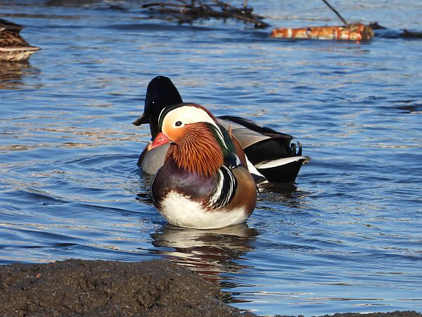 Canard mandarin  - Jarosław Słowikowski