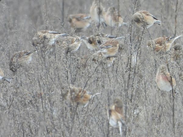 rzepołuch  - Sławomir Karpicki