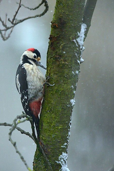 Syrian Woodpecker  - Hanna Żelichowska