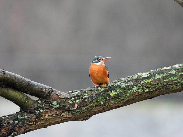 Eisvogel  - Jarosław Słowikowski