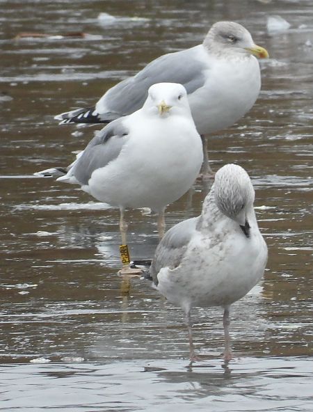 Silber-_oder_Mittelmeer-_oder_Steppenmöwe  - Jarosław Słowikowski