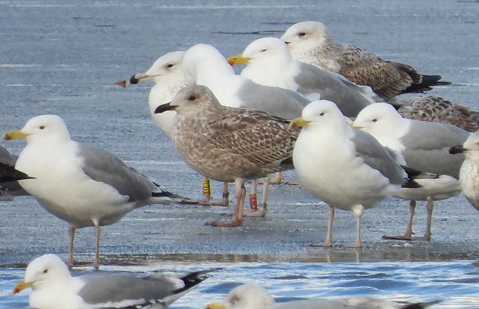 European Herring / Caspian / Yellow-legged Gull  - Jarosław Słowikowski