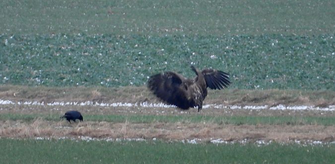 Seeadler  - Jarosław Słowikowski