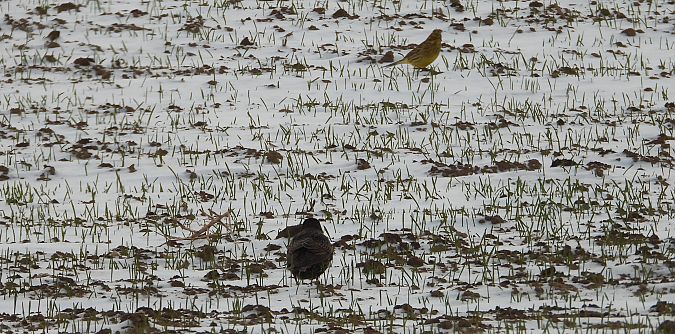 Common Starling  - Jarosław Słowikowski