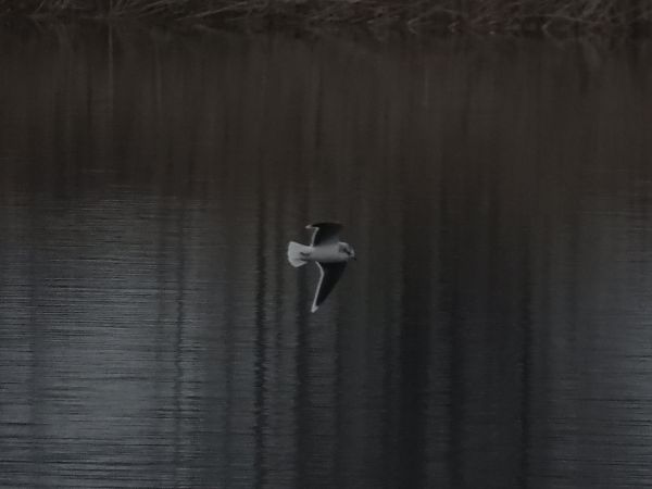 Mouette pygmée  - Jarosław Słowikowski