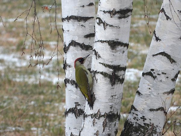 European Green Woodpecker  - Jarosław Słowikowski