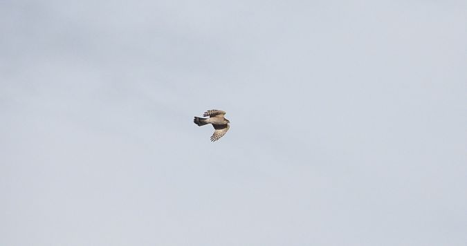 Eurasian Sparrowhawk  - Jarosław Słowikowski