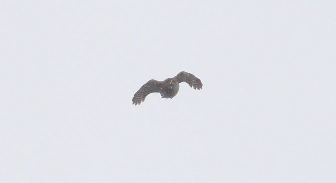 Eurasian Sparrowhawk  - Jarosław Słowikowski