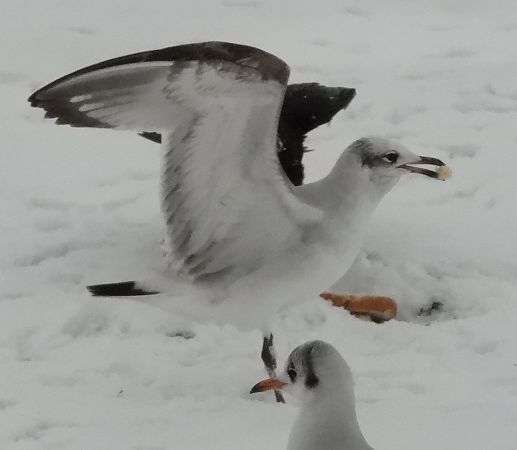Mouette mélanocéphale 