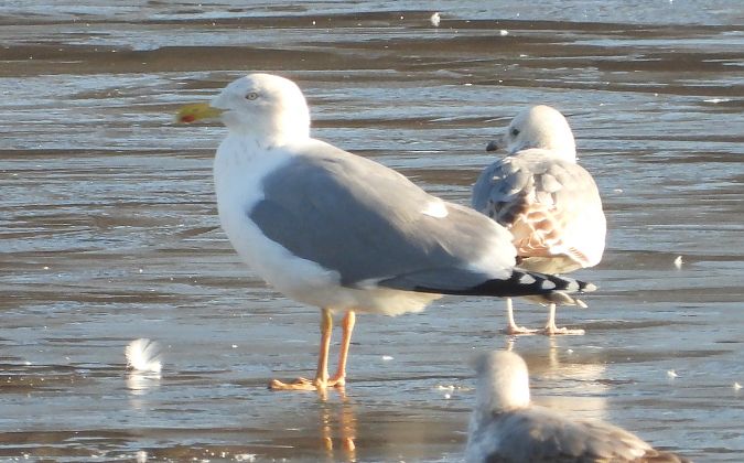 European Herring / Caspian / Yellow-legged Gull  - Jarosław Słowikowski
