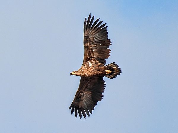 Seeadler  - Kacper Mikulski