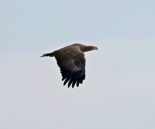Seeadler  - Damian Mikulski