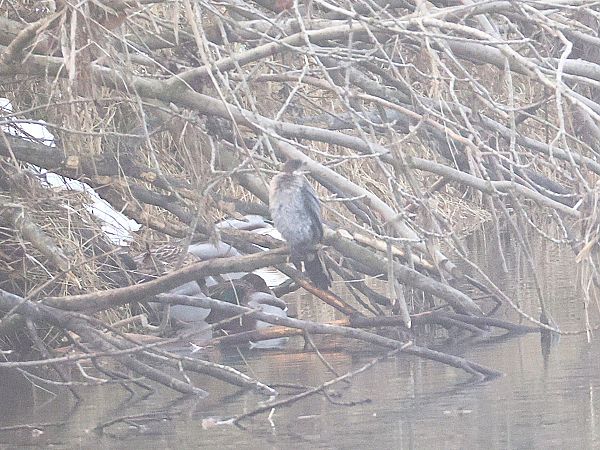 kormoran mały  - Olaf Sobota