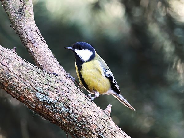 Mésange charbonnière  - Olaf Sobota