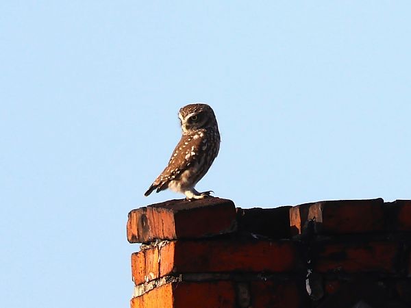 Little Owl  - Olaf Sobota