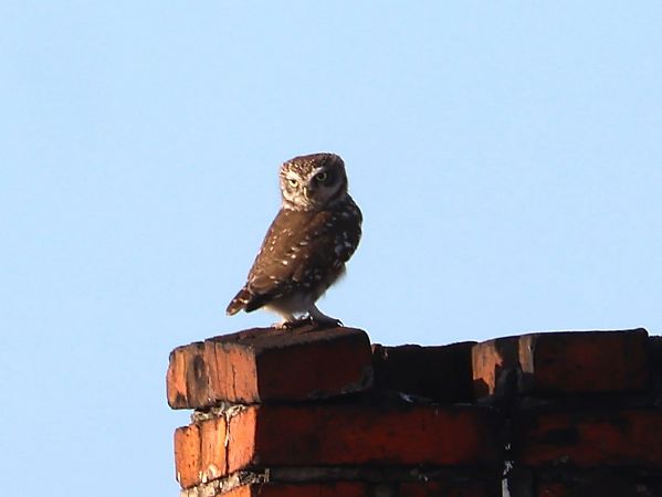 Steinkauz  - Olaf Sobota