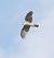 Eurasian Sparrowhawk  - Jarosław Słowikowski