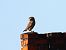 Little Owl  - Olaf Sobota