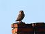 Little Owl  - Olaf Sobota