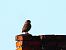 Little Owl  - Olaf Sobota
