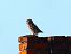 Little Owl  - Olaf Sobota