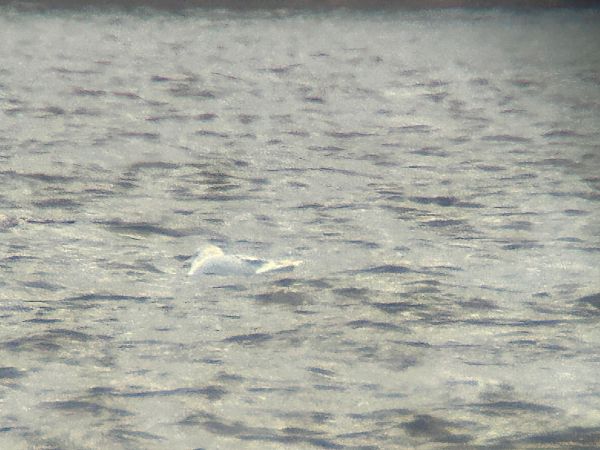 mewa blada  - Sławomir Karpicki